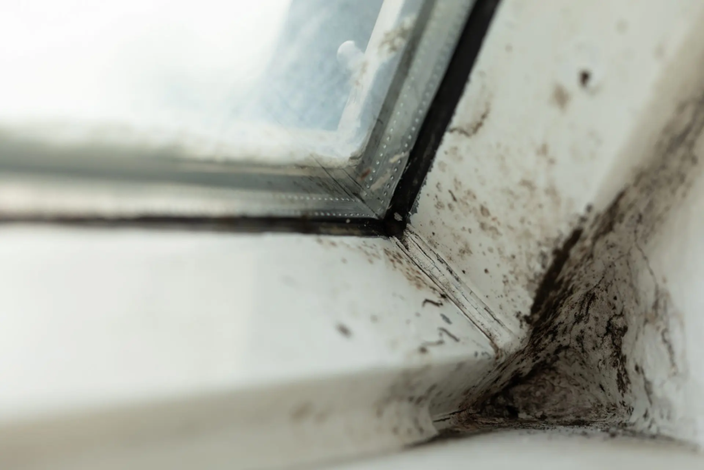 Sanierung Schimmel Wand