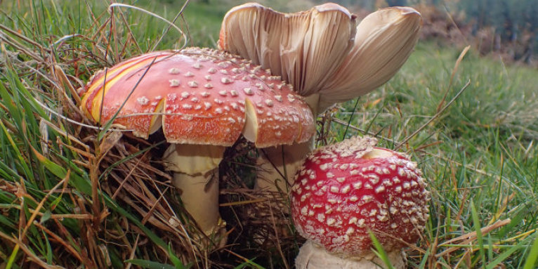 Fliegenpilz